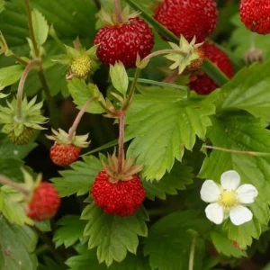4 Pack Wild Strawberry Live Plants - Fragaria Virginiana - 3 Inch Pots - Winter Hardy Outdoor - Image 5