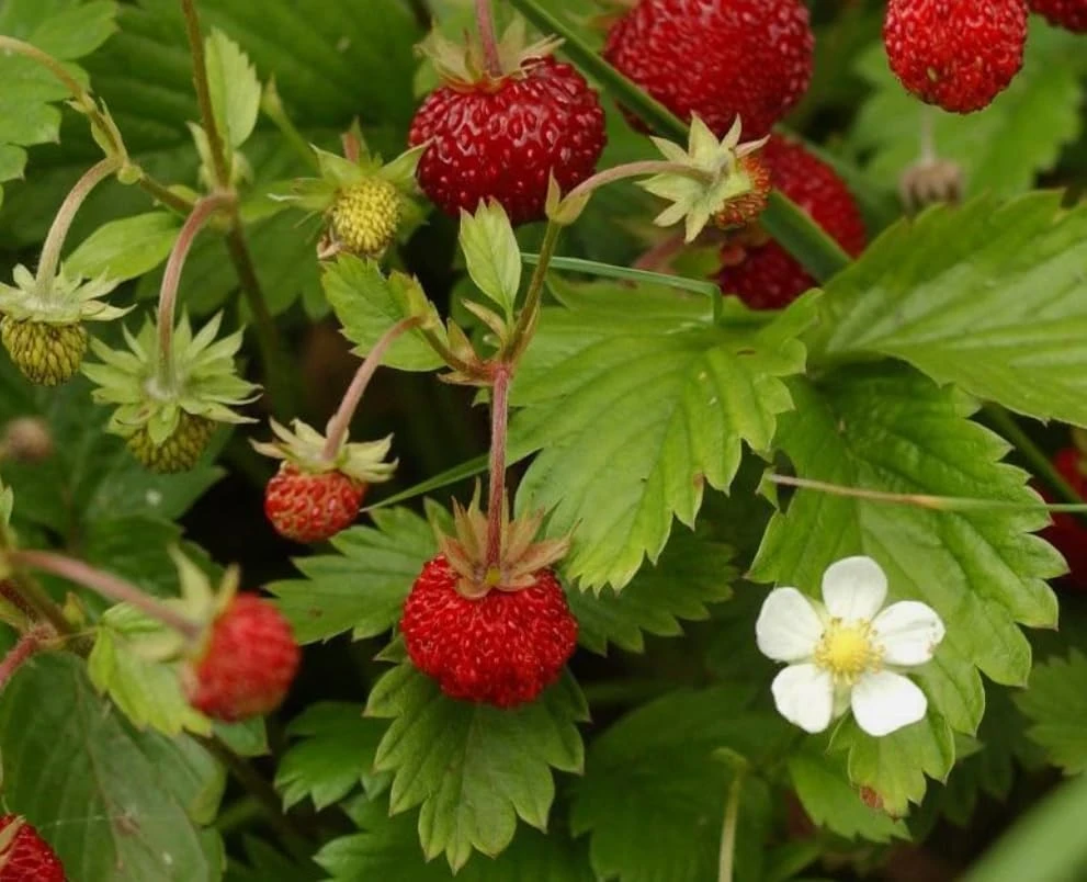 4 Pack Wild Strawberry Live Plants - Fragaria Virginiana - 3 Inch Pots - Winter Hardy Outdoor - Image 5