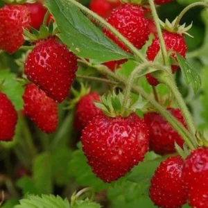 4 Pack Wild Strawberry Live Plants - Fragaria Virginiana - 3 Inch Pots - Winter Hardy Outdoor - Image 6