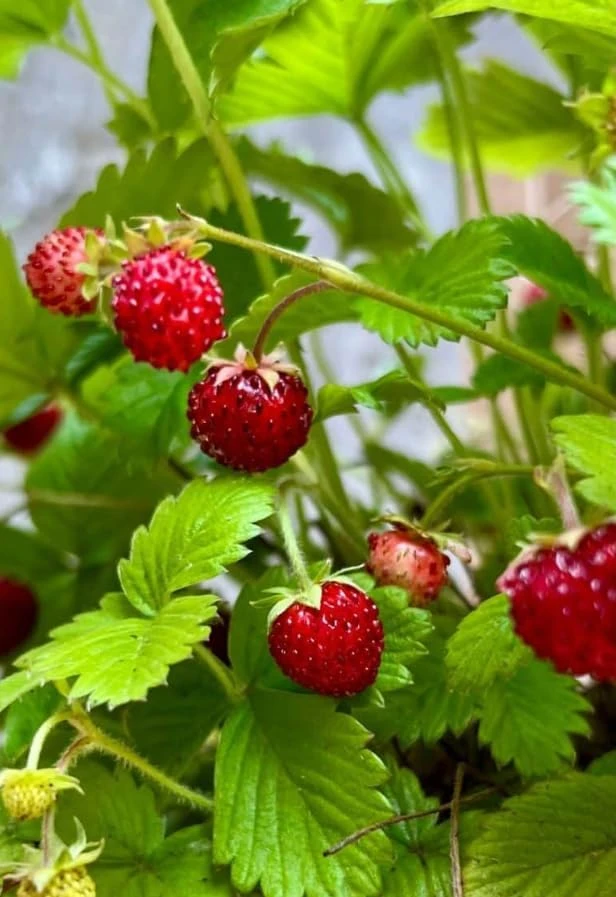 4 Pack Wild Strawberry Live Plants - Fragaria Virginiana - 3 Inch Pots - Winter Hardy Outdoor - Image 8