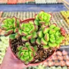 4" Sedum Lucidum Obesum Live Plant - Glossy Succulent for Indoors/Outdoors - Image 1