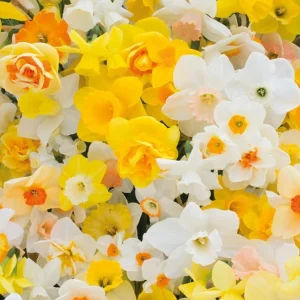 50 Colorful Daffodil Bulbs - Mixed Narcissus Flowers for Spring Planting, Size 12-16 Cm - Image 2