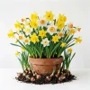 50 Colorful Daffodil Bulbs - Mixed Narcissus Flowers for Spring Planting, Size 12-16 Cm - Image 1