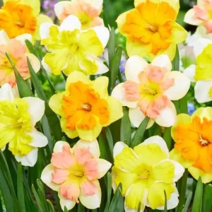 50 Colorful Daffodil Bulbs - Mixed Narcissus Flowers for Spring Planting, Size 12-16 Cm - Image 3