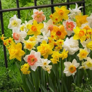50 Colorful Daffodil Bulbs - Mixed Narcissus Flowers for Spring Planting, Size 12-16 Cm - Image 5