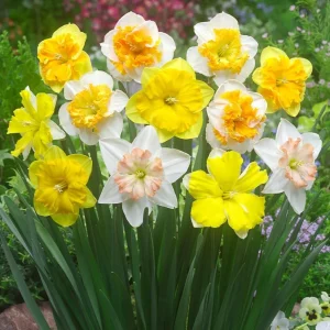 50 Colorful Daffodil Bulbs - Mixed Narcissus Flowers for Spring Planting, Size 12-16 Cm - Image 6