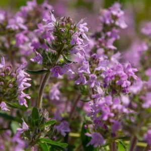 50,000 Dwarf Creeping Thyme Seeds - Pink Flowering Perennial Ground Cover - Image 7