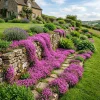 50,000 Dwarf Creeping Thyme Seeds - Pink Flowering Perennial Ground Cover - Image 1