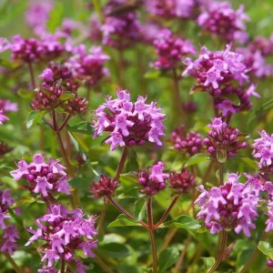 50,000 Pink Creeping Thyme Seeds - Fragrant Ground Cover Perennial - Image 6