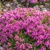 50,000 Pink Creeping Thyme Seeds - Fragrant Ground Cover Perennial - Image 1