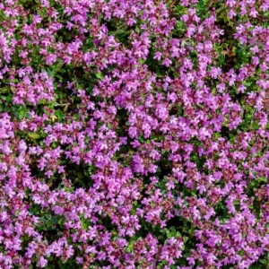 50,000 Pink Creeping Thyme Seeds - Ground Cover Perennial Wild Thyme - Image 5