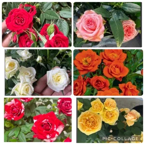 6 Mini Rose Starter Live Plants - Assorted Colors, 4-8 inches tall - Image 1