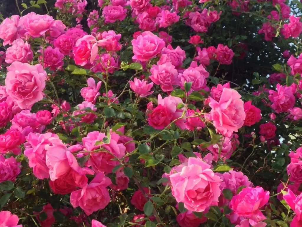 American Beauty Rose