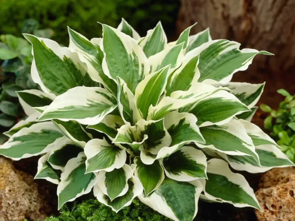 Patriot Hosta