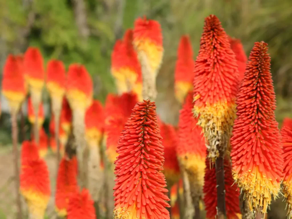 Red Hot Poker