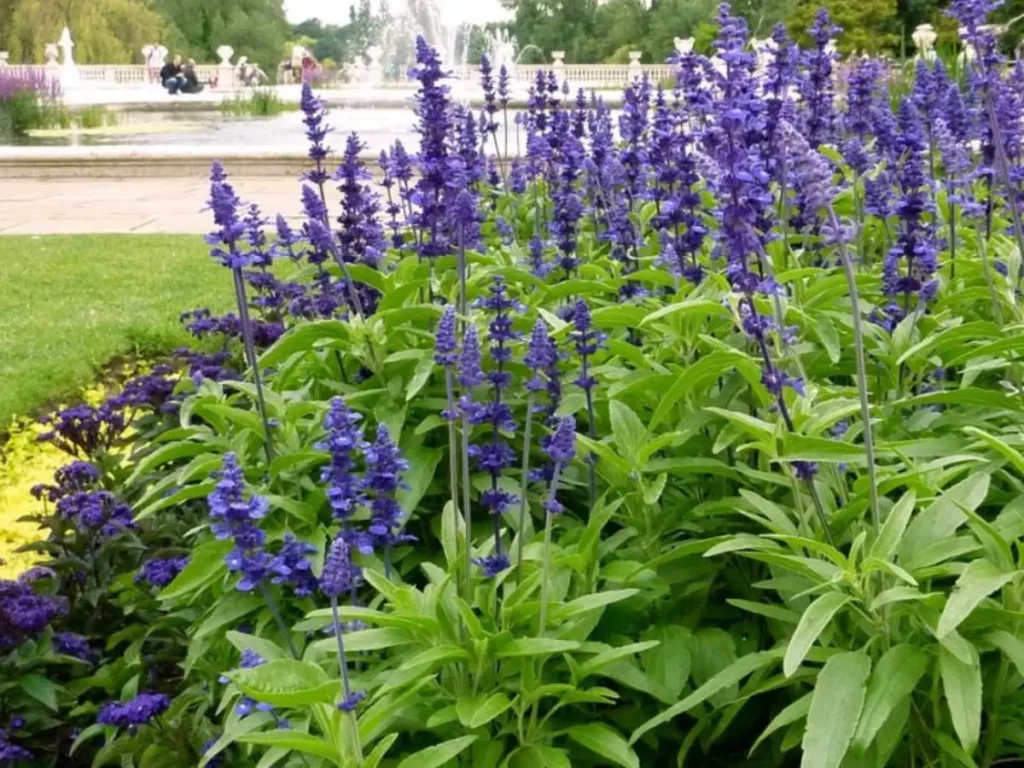 Salvia 'Victoria Blue'