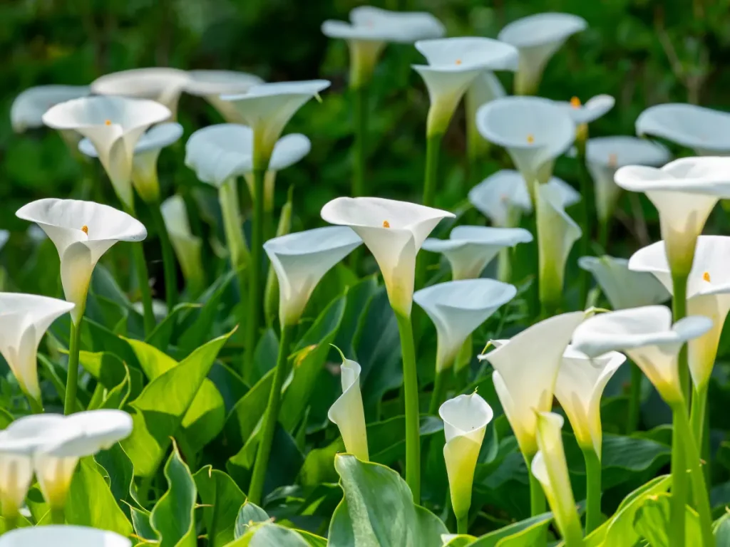 White Calla Lily