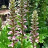 Acanthus Mollis Bear's Breeches Live Plant - 3 Pack 6-12" Tall, Purple White Flower Bush Shrub, Outdoor - Image 1