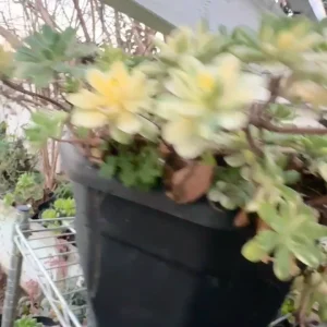Aeonium Castello-Paivae 'Harry Mak' Succulent Cuttings - 3 Live 1