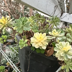 Aeonium Castello-Paivae 'Harry Mak' Succulent Cuttings - 3 Live 1