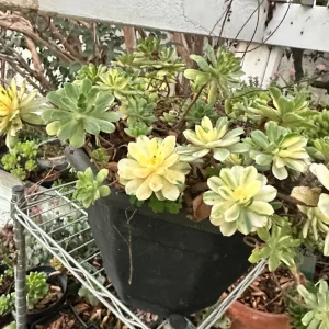 Aeonium Castello-Paivae 'Harry Mak' Succulent Cuttings - 3 Live 1
