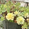 Aeonium Castello-Paivae 'Harry Mak' Succulent Cuttings - 3 Live 1" Plants - Indoor/Outdoor - Image 1