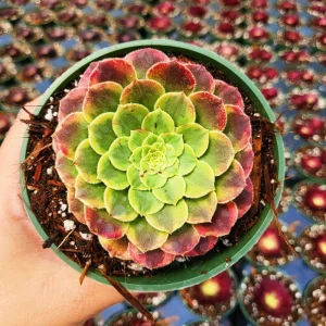 Aeonium Fiesta Live Succulent Plant – 2 inch Potted – Indoor/Outdoor - Image 3