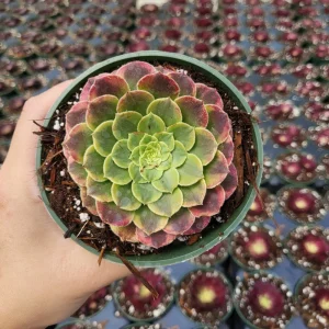 Aeonium Fiesta Live Succulent Plant – 2 inch Potted – Indoor/Outdoor - Image 4
