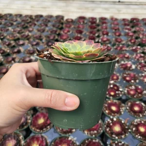 Aeonium Fiesta Live Succulent Plant – 2 inch Potted – Indoor/Outdoor - Image 6