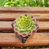 Aeonium Fiesta Live Succulent Plant – 2 inch Potted – Indoor/Outdoor - Image 1