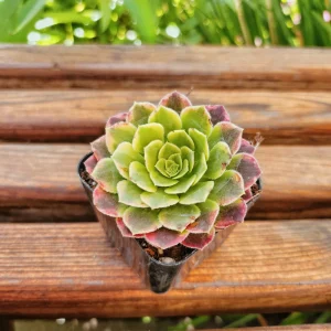 Aeonium Fiesta Live Succulent Plant – 2 inch Potted – Indoor/Outdoor - Image 1