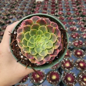 Aeonium Fiesta Live Succulent Plant – 4 inch Potted – Indoor/Outdoor - Image 2
