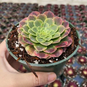 Aeonium Fiesta Live Succulent Plant – 4 inch Potted – Indoor/Outdoor - Image 3