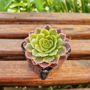 Aeonium Fiesta Live Succulent Plant – 4 inch Potted – Indoor/Outdoor - Image 5