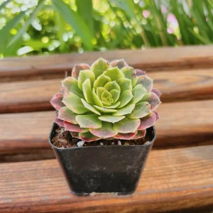 Aeonium Fiesta Live Succulent Plant – 4 inch Potted – Indoor/Outdoor - Image 6