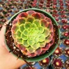 Aeonium Fiesta Live Succulent Plant – 4 inch Potted – Indoor/Outdoor - Image 1