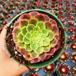 Aeonium Fiesta Live Succulent Plant – 4 inch Potted – Indoor/Outdoor - Image 1