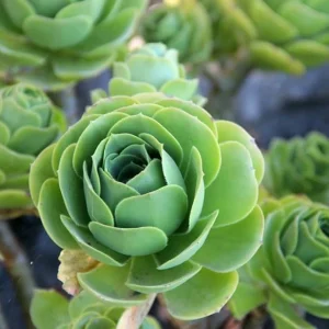 Aeonium Greenovia Mountain Rose Succulent Live Plant - Rare Rose Succulent - 2 Inch Pot - Image 2