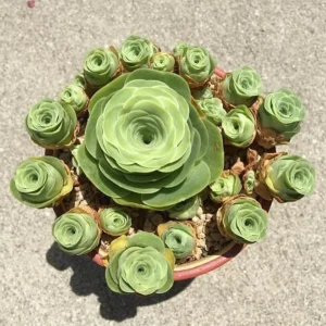 Aeonium Greenovia Mountain Rose Succulent Live Plant - Rare Rose Succulent - 2 Inch Pot - Image 3