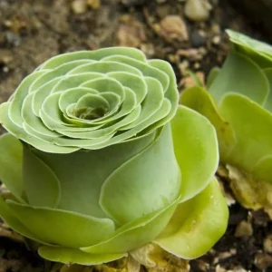 Aeonium Greenovia Mountain Rose Succulent Live Plant - Rare Rose Succulent - 2 Inch Pot - Image 4