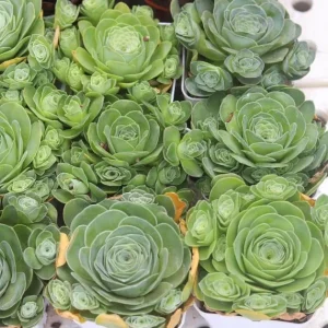 Aeonium Greenovia Mountain Rose Succulent Live Plant - Rare Rose Succulent - 2 Inch Pot - Image 5