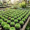 Aeonium Greenovia Mountain Rose Succulent Live Plant - Rare Rose Succulent - 2 Inch Pot - Image 1