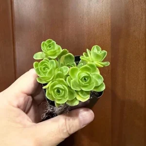 Aeonium Greenovia Mountain Rose Succulent Live Plant - Rare Rose Succulent - 2 Inch Pot - Image 6