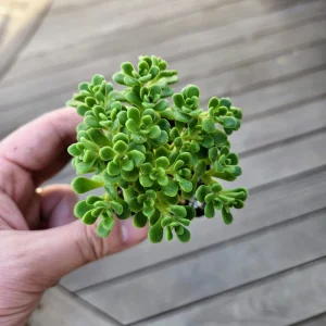 Aeonium Lindleyi Suncup Irish Bouquet Live Succulent Plant - 2 inch Rosette - Image 2