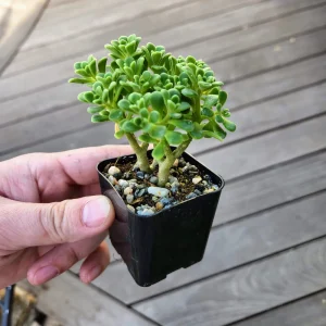 Aeonium Lindleyi Suncup Irish Bouquet Live Succulent Plant - 2 inch Rosette - Image 3