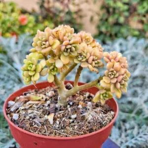 Aeonium Lindleyi Suncup Irish Bouquet Live Succulent Plant - 2 inch Rosette - Image 6