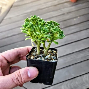 Aeonium Lindleyi Suncup Irish Bouquet Live Succulent Plant - 2 inch Rosette - Image 1