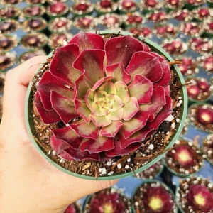 Aeonium Mardi Gras Rosette Live Plant 4 inch Potted Succulent Indoor Outdoor - Image 2