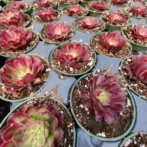 Aeonium Mardi Gras Rosette Live Plant 4 inch Potted Succulent Indoor Outdoor - Image 3