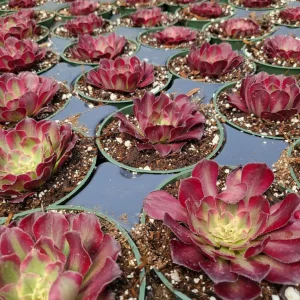 Aeonium Mardi Gras Rosette Live Plant 4 inch Potted Succulent Indoor Outdoor - Image 4